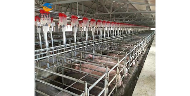 行业知识简述养猪自动料线结构特点和全自动饲喂系统优点