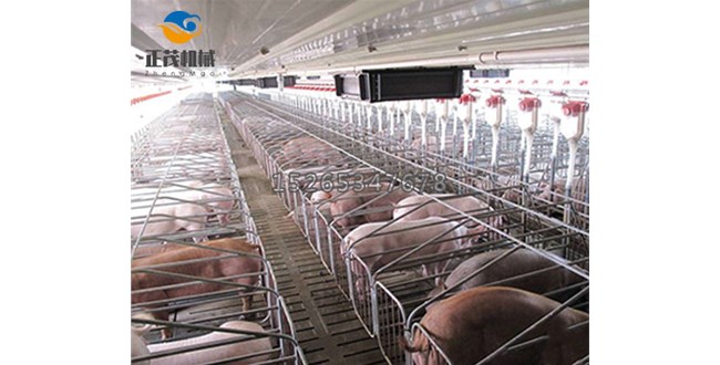 科普，育成期猪舍自动料线饲养密度和饲料营养配比